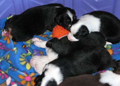 Cassie × Max litter