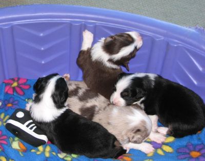 Cassie × Max litter