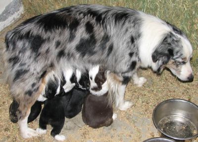 Cassie × Max litter