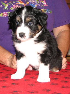 Tootsie