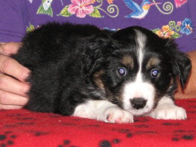 Tootsie
