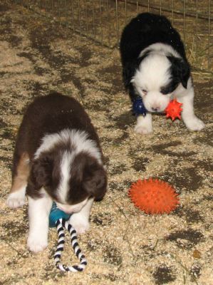 Cassie × Max litter