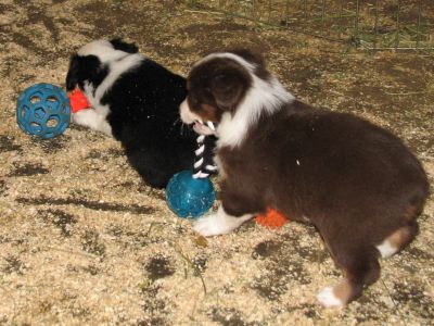 Cassie × Max litter
