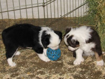 Cassie × Max litter