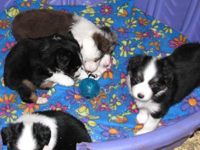 Cassie × Max litter
