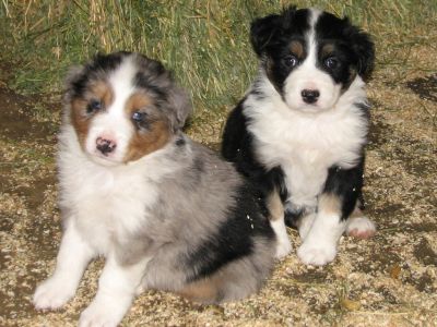 Cassie × Max litter