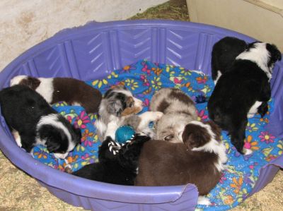 Cassie × Max litter