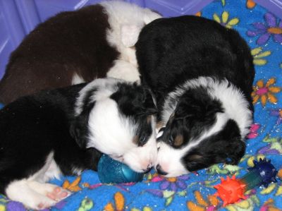 Cassie × Max litter