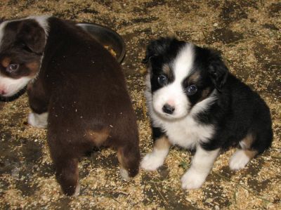 Cassie × Max litter