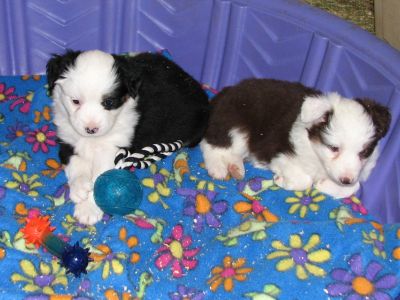Cassie × Max litter