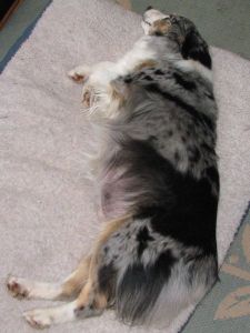Cassie × Max litter