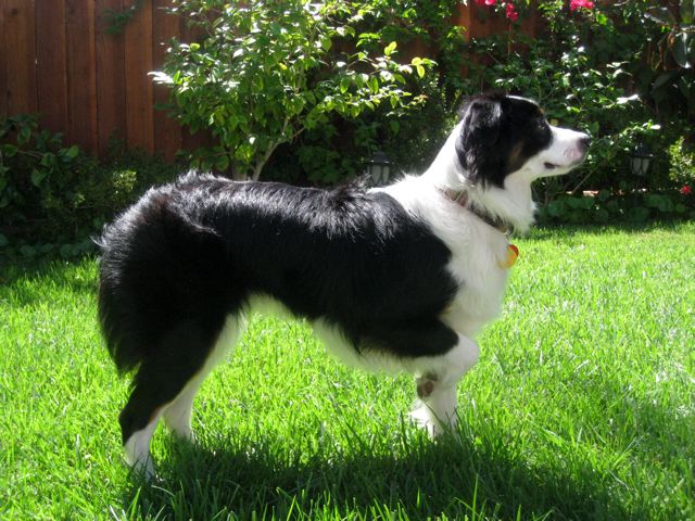 Lola