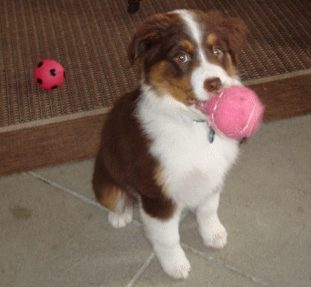 Roxie