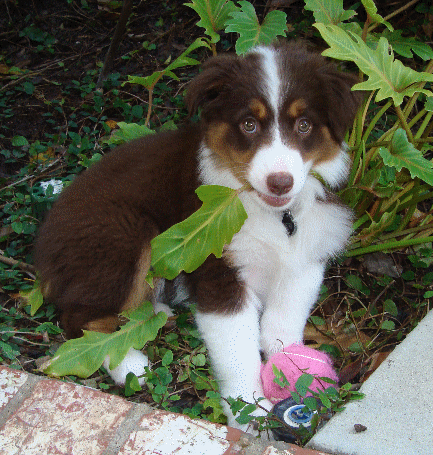 Roxie