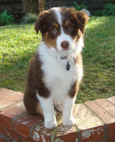 Roxie
