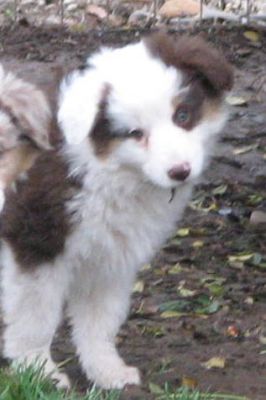 Trixie