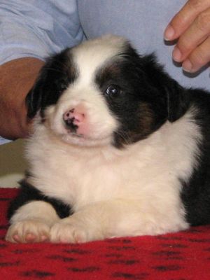 Lola