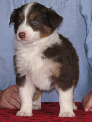 Roxie