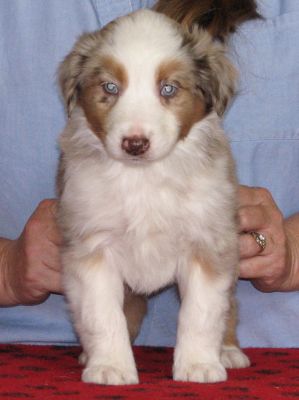 Scooter is a red merle male. He is playful and energetic and confident.