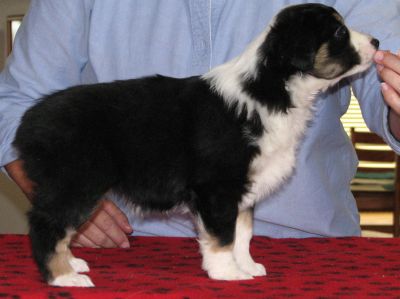 Taffi