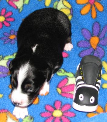 Tootsie