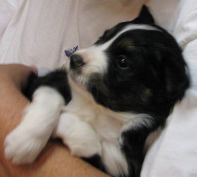 Tootsie