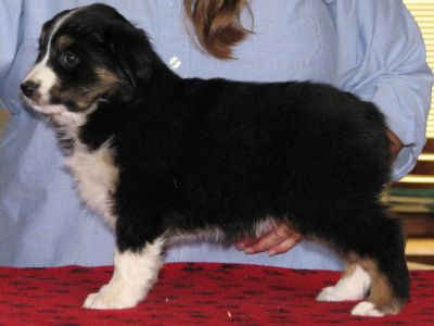 Tootsie