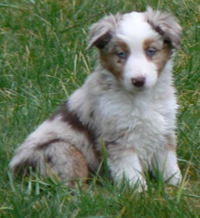 Cassie × Max litter