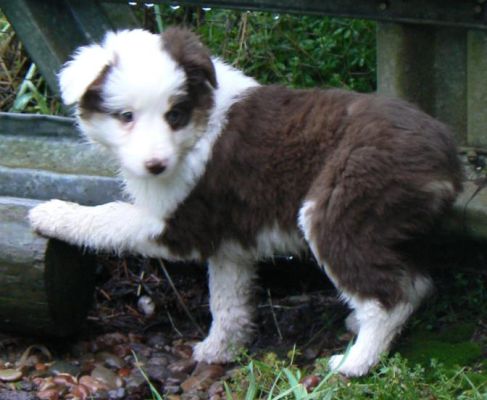 Cassie × Max litter