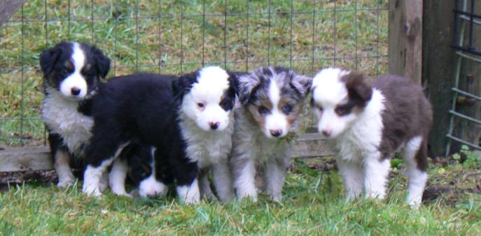 Cassie × Max litter