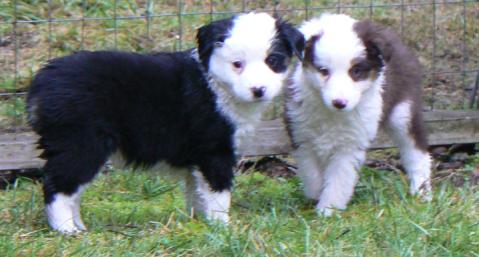 Cassie × Max litter