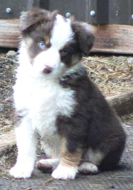 Cassie × Max litter