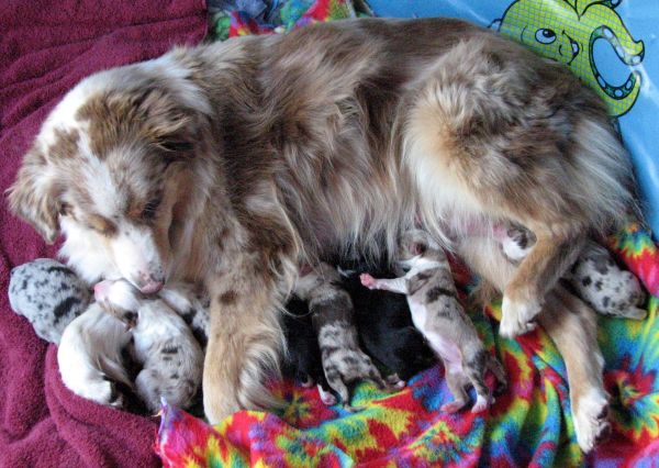 Cindi × Max litter