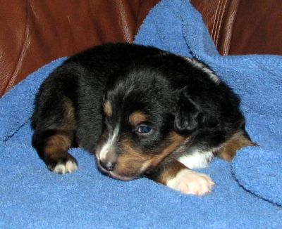 Rambo