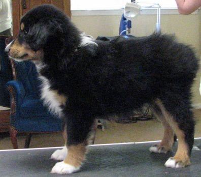 Rambo