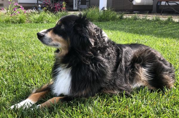 Rambo