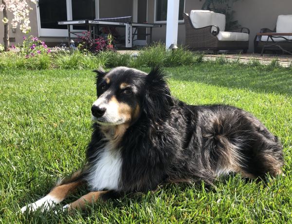 Rambo