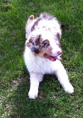 Newman