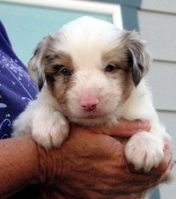 Newman