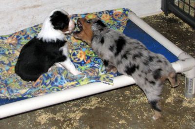 Cindi × Max litter
