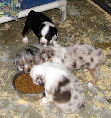Cindi × Max litter