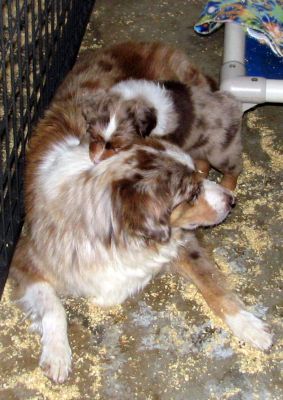 Cindi × Max litter