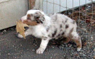 Cindi × Max litter
