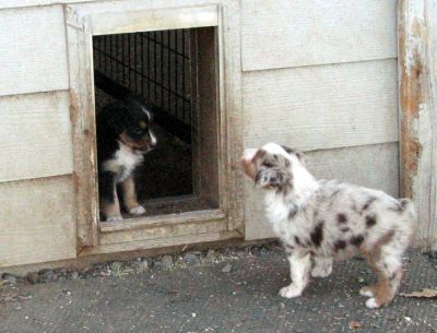 Cindi × Max litter
