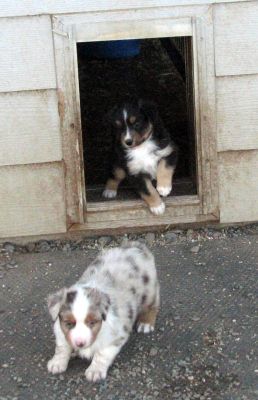Cindi × Max litter