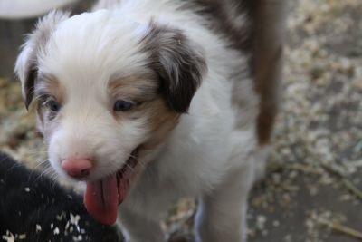 Cindi × Max litter