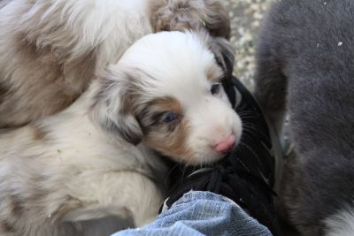 Cindi × Max litter