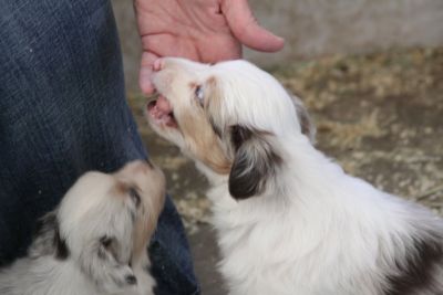 Cindi × Max litter