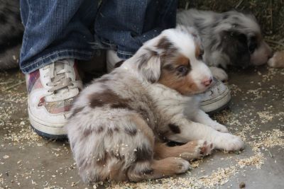 Cindi × Max litter