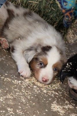 Cindi × Max litter
